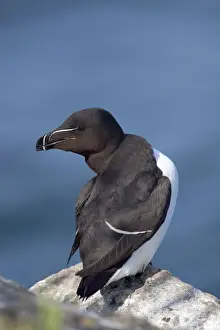 Razorbills Prints: Razorbill - on a rock
