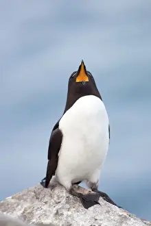 Razorbills Prints: Razorbill - on a rock gaping - with mouth wide open