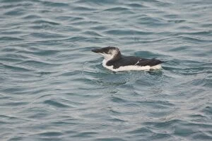Images Dated 21st November 2006: Razorbill - at sea in 1st winter