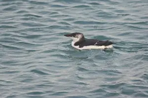 Razorbill - at sea in 1st winter