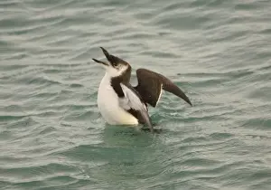 Razorbills Prints: Razorbill - at sea in winter