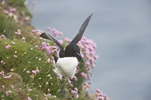 Razorbills Prints: Razorbill - Walking along cliff edge using wings to balance Alca torda Fowlsheugh RSPB Reserve Grampian