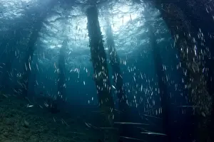 Razorfish - school with Bluespotted Cornetfish (Fistularia commersonii)