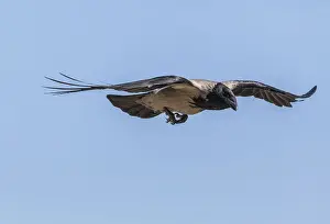 In Flight Prints: RBG18-1222