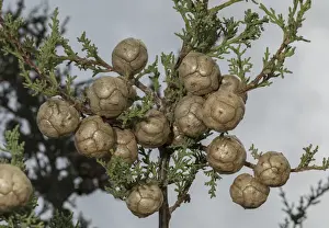 Arboreal Prints: RBG18-1515