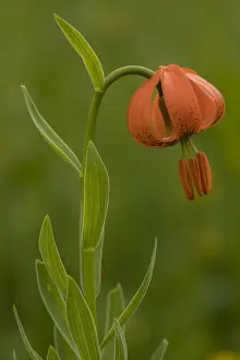 RBG18-3027