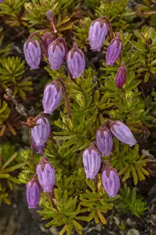 Blooms Prints: RBG18-3661