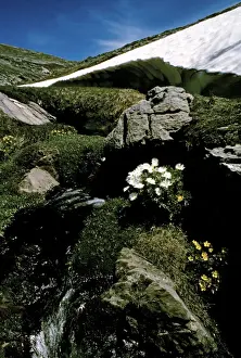 Buttercup Prints: Receding ice drift and Anemone buttercups - this plant develops under the snow