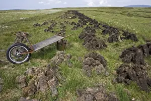 Islay Prints: Recently dug peat blocks drying Isle of Islay Scotland UK