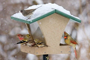 Recycled bird feeder - in winter with cardinal, house finch, junco and goldfinch