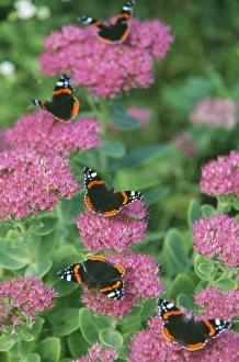 Red Admiral Butterfly