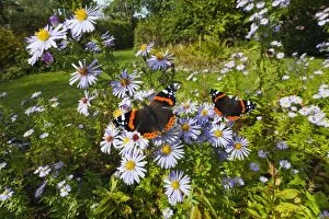 Images Dated 8th October 2012: Red Admiral Butterfly