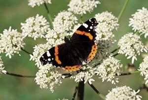 Images Dated 2nd December 2007: Red Admiral Butterfly