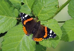 Red Admiral Butterfly