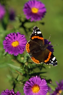 Red Admiral Butterfly