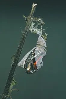 Chrysalis Prints: Red Admiral Butterfly - emerging from pupa