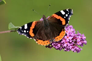 Red Admiral Butterfly - feeding upon Buddelia in garden