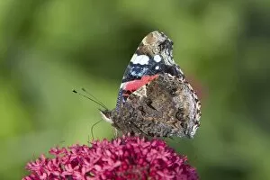 Butterflies And Moths Gallery: Red Admiral Butterfly - feeding on Valerian Flower