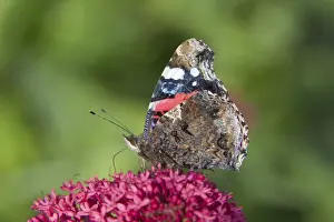 UK Wildlife Prints: Red Admiral Butterfly - feeding on Valerian Flower Essex, UK IN000987