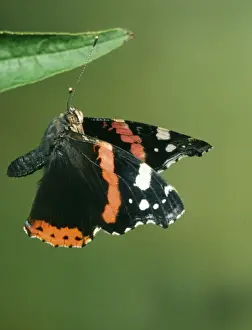 Red Admiral Butterfly JD 1350 In Flight Vanessa atalanta © John Daniels / ARDEA LONDON