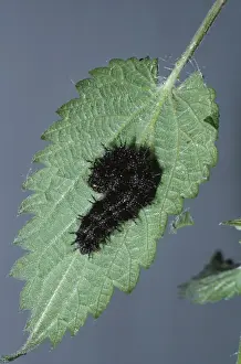 Red Admiral Butterfly - Larva building Tent of Nettle leaf