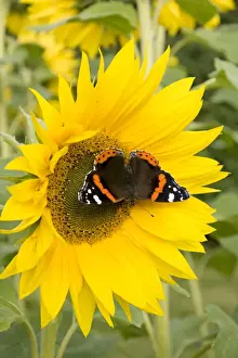 Drinking Nectar Prints: Red Admiral Butterfly on Sunflower. UK