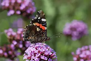Purple Prints: Red Admiral Butterfly - On Verbena bonariensis flower Venessa atalanta Essex, UK IN000476