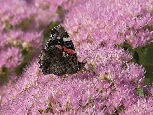 Red Admiral Butterly - feeding on Sedum Flowers Venessa atalanta Essex, UK IN001314