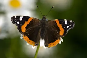 Piedmont Prints: Red Admiral - Piedmont - Italy