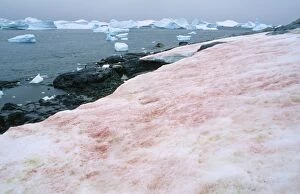 Images Dated 16th November 2007: Red Algae / Red Snow - on snow Antarctica