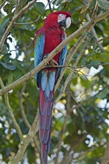 Red-and-green Macaw / Red and Green Macaw - one