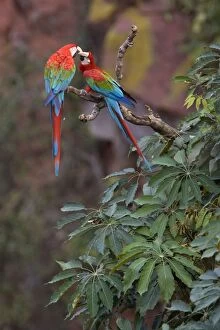 Images Dated 25th July 2010: Red-and-green Macaw / Red and Green Macaw - two