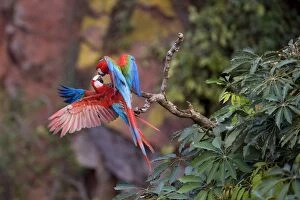Images Dated 25th July 2010: Red-and-green Macaw / Red and Green Macaw - two