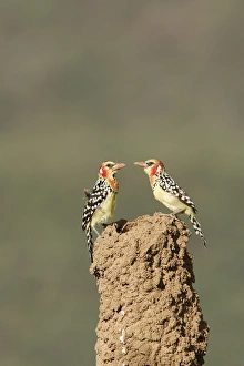 Red-and-Yellow Barbet - pair at nest built in termite mound chimney Red-and-Yellow Barbet - pair at nest built in termite mound chimney