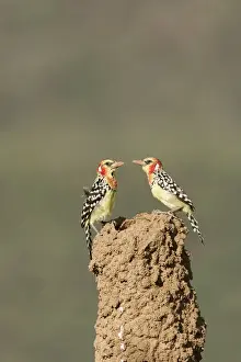 Red-and-Yellow Barbet - pair at nest built in termite mound chimney. Kenya - Africa