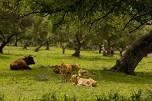 Images Dated 17th April 2008: Red Andalucian cattle with calves grazing in Holm Oak dehesa