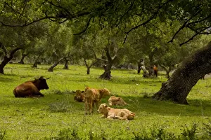 Red Andalucian cattle with calves grazing in Holm Oak dehesa, near El Bosque, Sierra de Grazalema, SW Spain