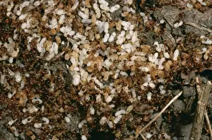 Red Ants Nest ROG 7822 Garden Myrmica sp. © Bob Gibbons / ARDEA LONDON