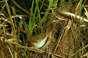 Wren Prints: Red-backed Fairy Wren - Female at nest - Northern New South Wales, Australia JPF07914