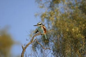Images Dated 15th May 2003: Red-backed Kingfisher Near Alice Springs, Northern Territory, Australia