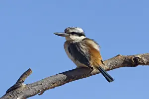 Red Backed Prints: Red-backed Kingfisher - near Ti Tree - Northern Territory - Australia