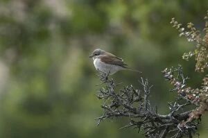 Images Dated 6th September 2004: Red-backed Shrike Adult female Turkey May