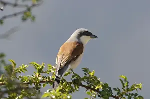 Shrikes Prints: Red Backed Shrike - adult male