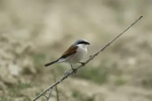 Red-backed Shrike Adult male Turkey May