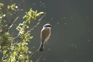 Red-backed Shrike Adult male Turkey May