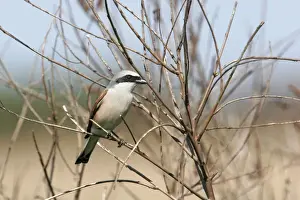 Shrikes Prints: Red-backed Shrike. Bulgaria