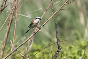 Shrikes Prints: Red-backed Shrike - eating reptile. Bulgaria
