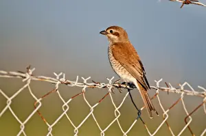 Shrikes Prints: Red- backed Shrike - female perched on barbed wire fence - Lesvos