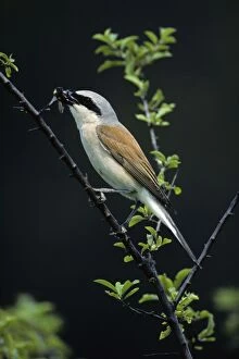 Red-Backed Shrike - male with bumble-bee in beak