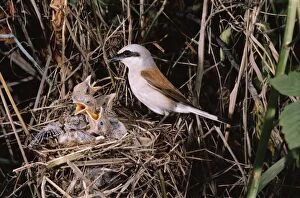 RED-BACKED SHRIKE - male, at nest with chicks